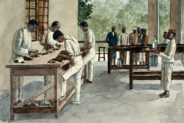 Watercolour of rats being dissected