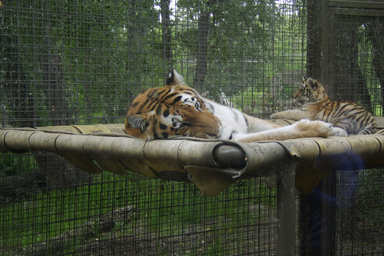 Sleeping tiger in a zoo